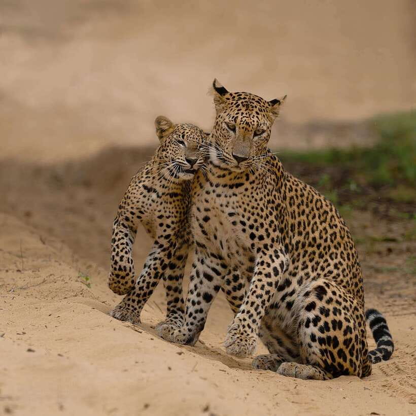 Yala National Park: 7 hours or 12 hours Leopard Wild Safari - Beyond leopards: elephants, crocodiles, bears, and birds