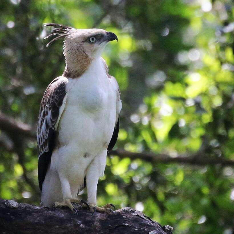 Yala National Park: All Inclusive Private Safari Day Trip - Key points at a glance