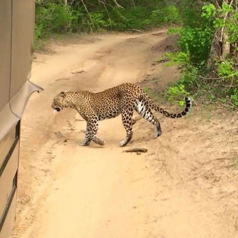 Yala National Park: All Inclusive Private Safari Day Trip - Why Yala is worth the long day