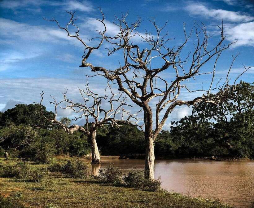 Yala National Park: All Inclusive Private Safari Day Trip - Four hours inside Yala National Park