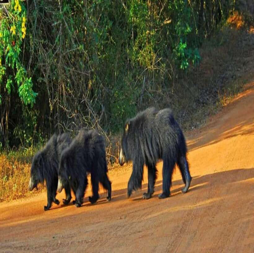 Yala National Park: All Inclusive Private Safari Day Trip - Choosing between the two safari times