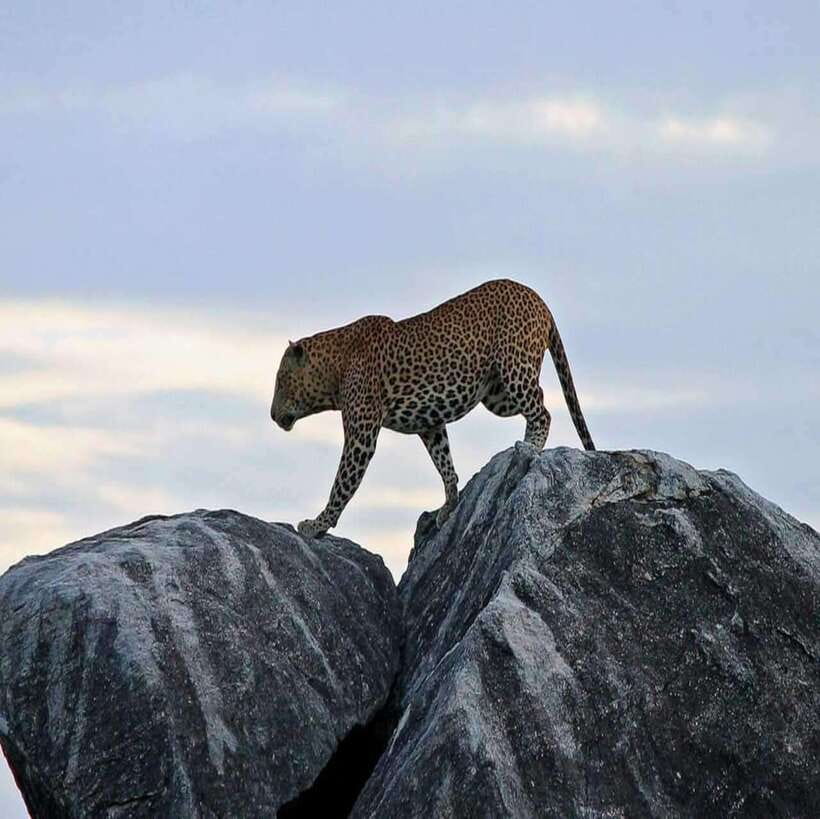 Yala National Park: All Inclusive Private Safari Day Trip - What the $140 price really covers