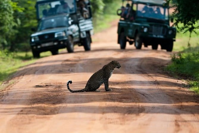 Yala National Park (Day Tour) - Why Yala makes this trip worthwhile
