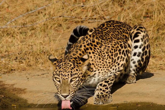 Yala National Park - Full Day Safari (04:30 am - 06:00 pm) - Searching for leopards in the morning