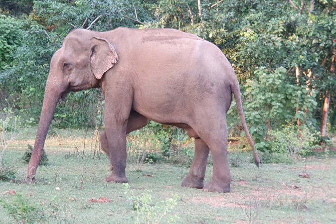 Yala National Park - Full Day Safari (04:30 am - 06:00 pm) - Elephants, birds, and the slower middle of the day