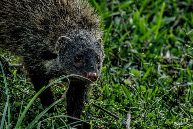 Yala National Park - Full Day Safari (04:30 am - 06:00 pm) - Breakfast and lunch in the wilderness