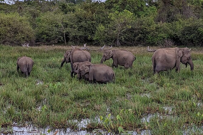 Yala National Park - Full Day Safari (04:30 am - 06:00 pm) - What the $99 price really covers