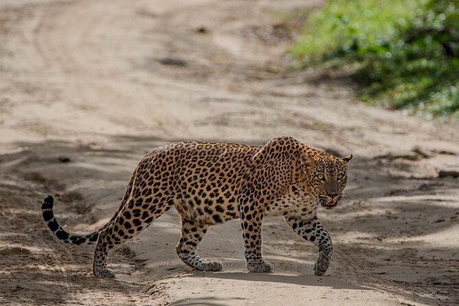 Yala National Park - Full Day Safari (04:30 am - 06:00 pm) - The guide can make or break the day