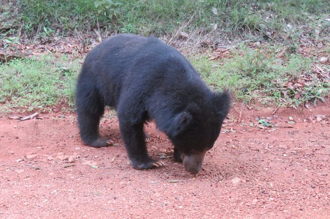 Yala National Park - Full Day Safari (04:30 am - 06:00 pm) - Waiting at Yala National Park