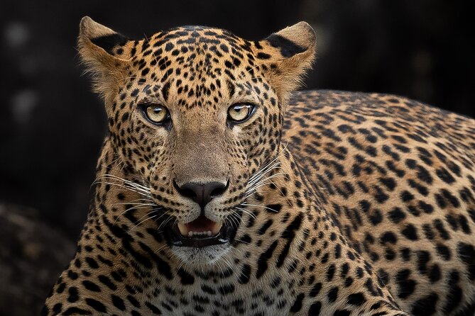 Yala National Park Full Day Safari Tour - Key points to know before booking