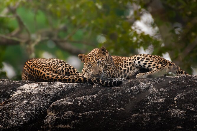 Yala National Park Full Day Safari Tour - Why a full day in Yala changes the safari