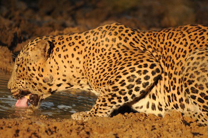 Yala National Park Full Day Safari Tour - Six people is the right limit