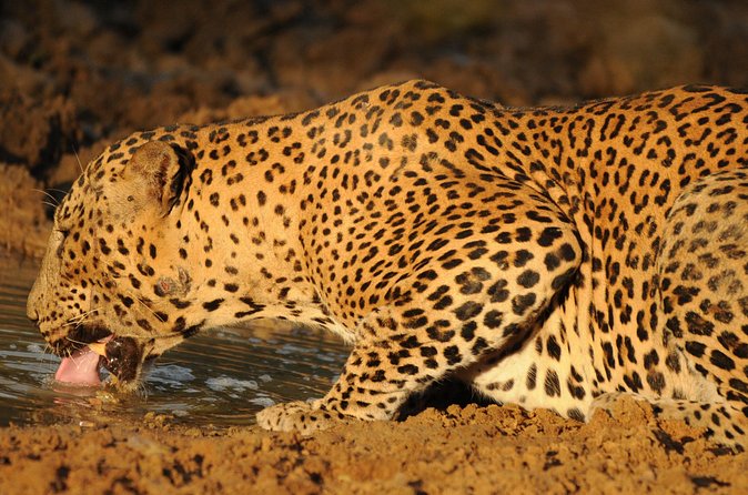 Yala National Park Full Day Safari Tour - What $96 includes, and where the value lies