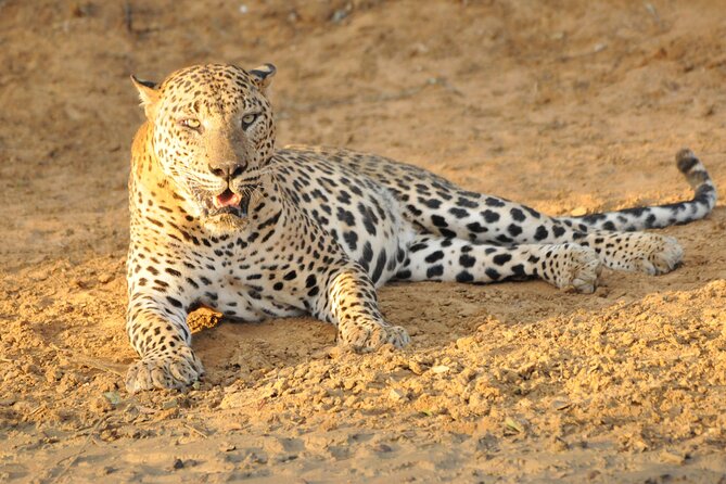 Yala National Park Full Day Safari Tour - How to prepare for the 4:30 am departure