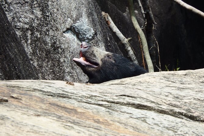 Yala National Park Full Day Safari Tour - Who will enjoy this safari most