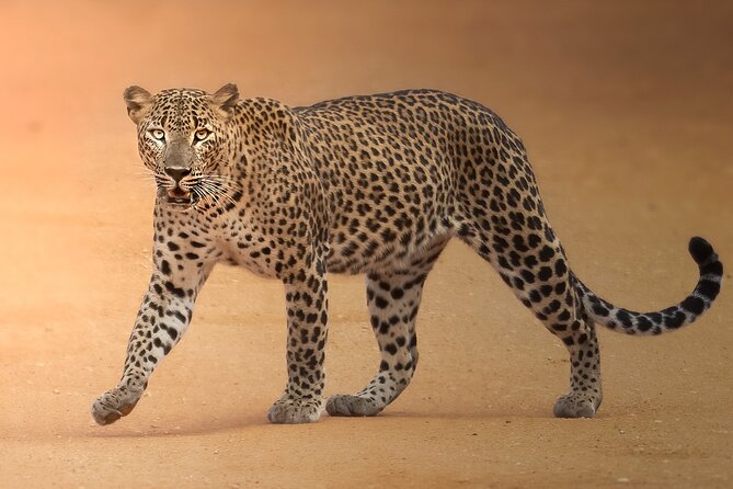 Yala National Park Full Day Safari Tour - The guide matters more than the jeep