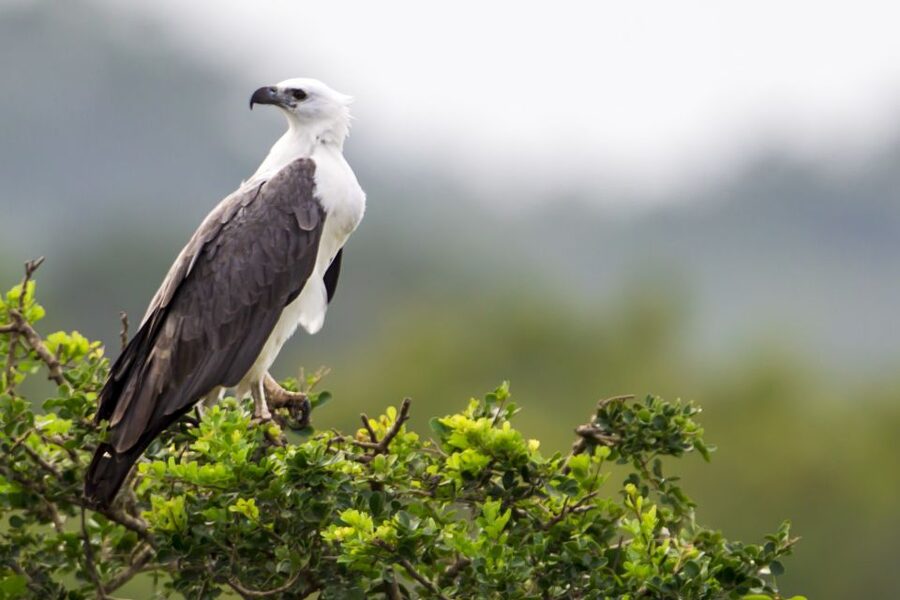 Yala National Park: Half, 7-Hour, or Full-Day Safari & Meals - The 4WD ride through Yala
