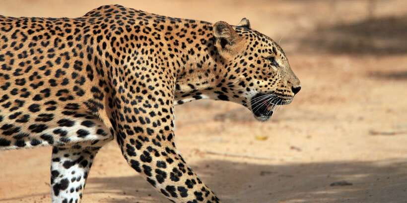 Yala National Park: Half, 7-Hour, or Full-Day Safari & Meals - Pickup before sunrise