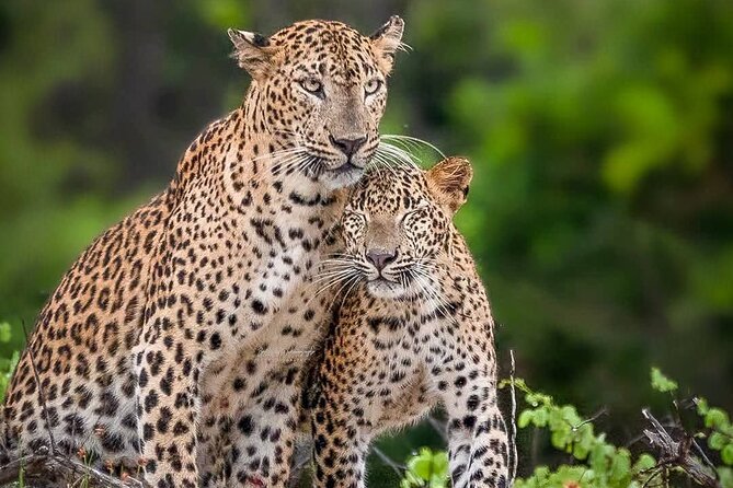 Yala National Park Half Day / Full Day Special Safari Tours - Key points to know before booking