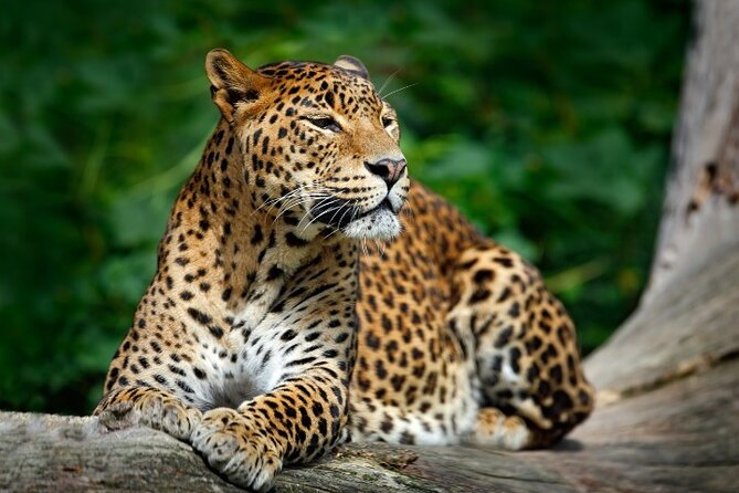 Yala National Park Half Day / Full Day Special Safari Tours - Why Yala is worth a full day