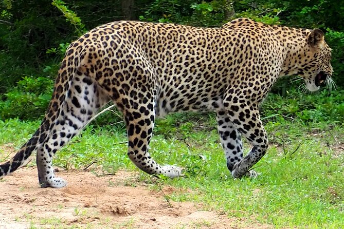 Yala National Park Half Day / Full Day Special Safari Tours - Searching for leopards in Yala