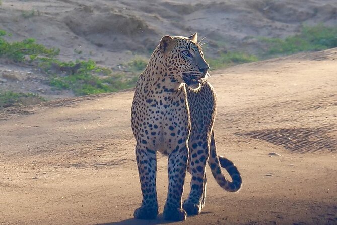 Yala National Park Half Day / Full Day Special Safari Tours - Elephants, sloth bears, and birdlife