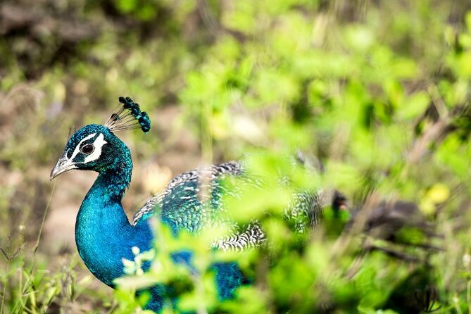 Yala National Park Half Day / Full Day Special Safari Tours - Historical places inside the park