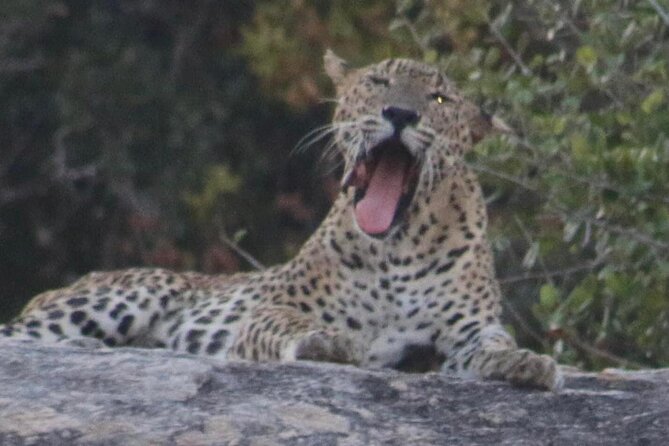 Yala National Park Half Day Safari - 4.30 a.m to 11.30 a.m - Why the 4:30 a.m. start matters