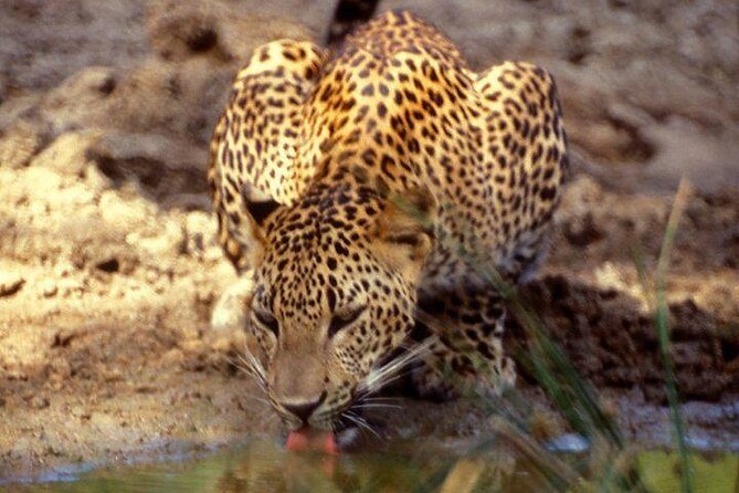 Yala National Park Half Day Safari - 4.30 a.m to 11.30 a.m - The leopard question