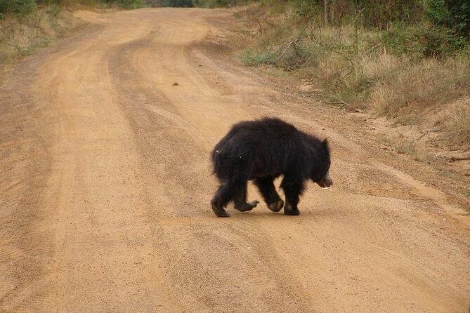 Yala National Park Half Day Safari - 4.30 a.m to 11.30 a.m - What the guide adds to the drive