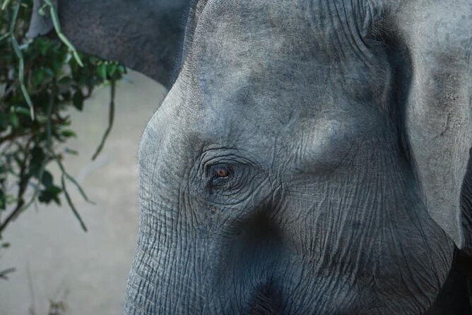 Yala National Park Half Day Safari - 4.30 a.m to 11.30 a.m - Breakfast, fruit, water, and binoculars