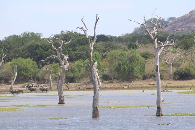 Yala National Park Half Day Safari - 4.30 a.m to 11.30 a.m - How much value do you get for $78?