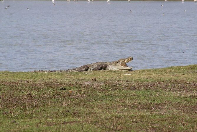 Yala National Park Half Day Safari - 4.30 a.m to 11.30 a.m - Shared jeep or a more private setup?