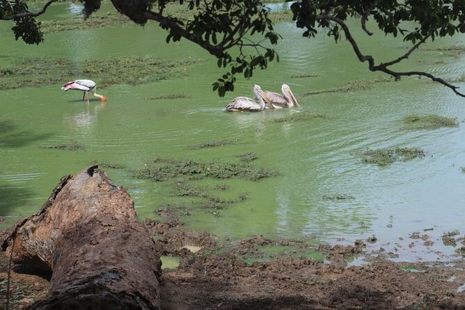 Yala National Park Half Day Safari - 4.30 a.m to 11.30 a.m - What kind of morning should you expect?