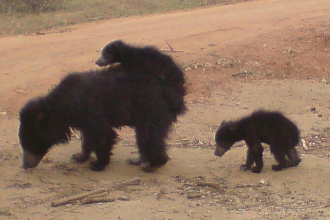 Yala National Park Half Day Safari - 4.30 a.m to 11.30 a.m - Inside Yala National Park for six hours