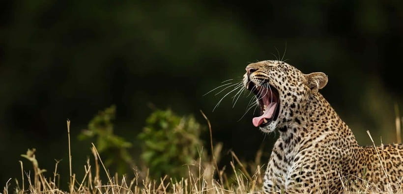 Yala National Park: Leopard Safari Tour with Park Tickets - Scrub, lagoons, forest, and open views