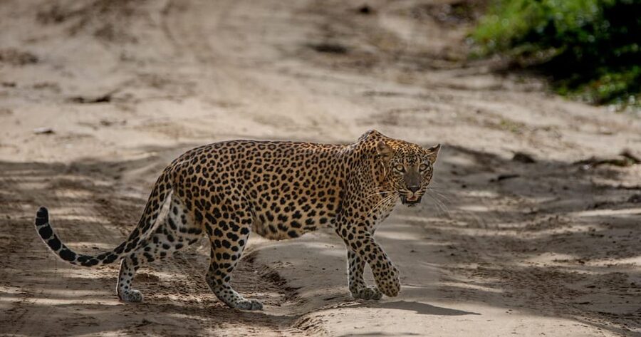 Yala National Park: Morning or Afternoon Safari ( 5 h ) - Who will get the most from this safari?