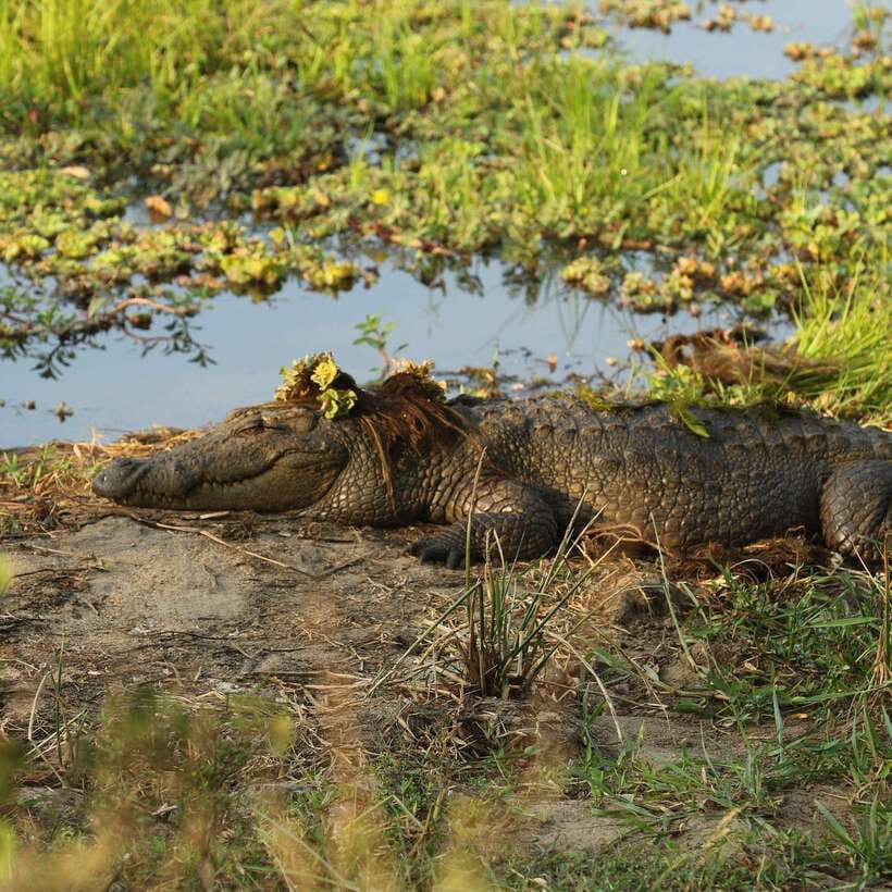 Yala National Park: Morning or Afternoon Safari ( 5 h ) - What the $11 price really covers