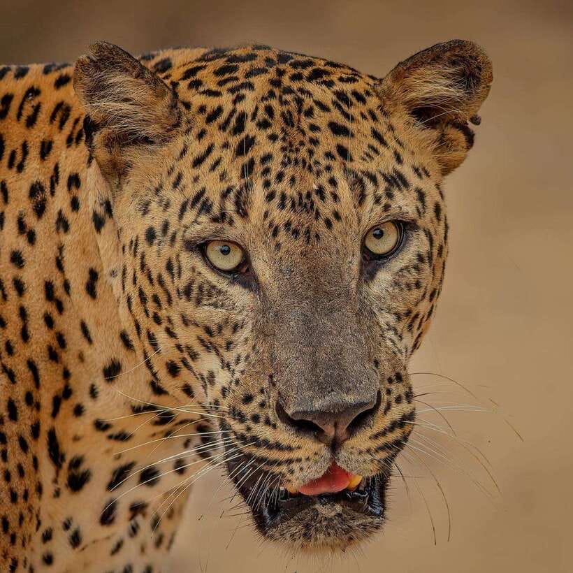 Yala National Park: Morning or Afternoon Safari ( 5 h ) - Four hours among Yala’s animals and scrubland