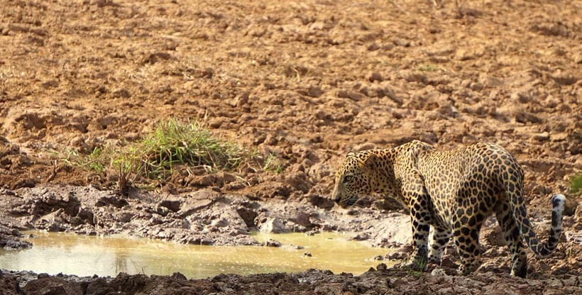 Yala National Park: Morning or Afternoon Safari ( 5 h ) - Leopards are possible, not promised