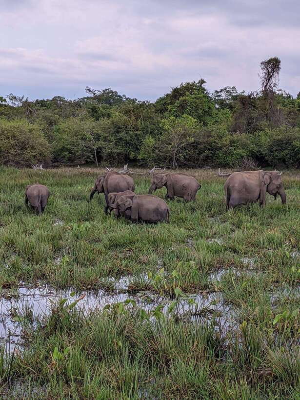 Yala National Park: Morning or Afternoon Safari ( 5 h ) - Elephants, bears, crocodiles, and birds fill out the day