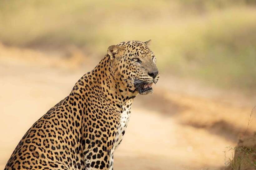 Yala National Park: Morning or Afternoon Safari ( 5 h ) - Jeep comfort, seating, and group size
