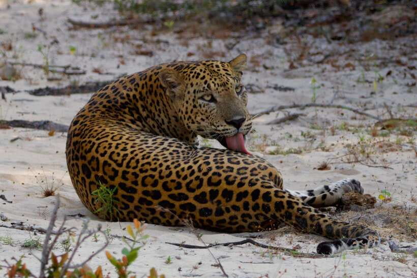 Yala National Park: Morning or Afternoon Safari ( 5 h ) - Morning or afternoon: which departure suits you?