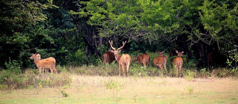 Yala National Park: Morning or Afternoon Safari ( 5 h ) - Conservation and respectful driving