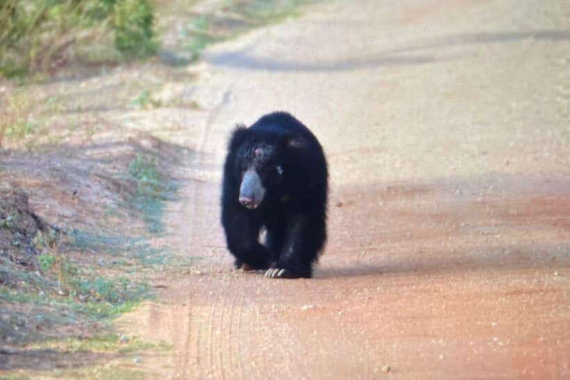 Yala National Park: Morning or Afternoon Safari ( 5 h ) - Pickup from Tissamaharama, Kataragama, Kirinda, or Palatupana