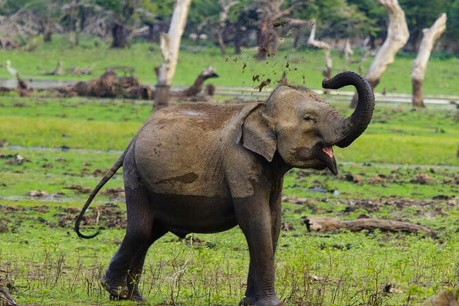 Yala National Park Private Jeep Safari From Colombo & Negombo - Changing from road vehicle to safari jeep
