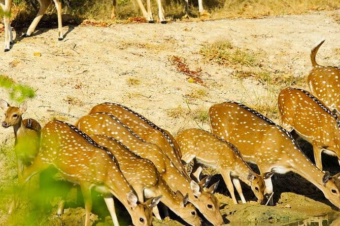 Yala National Park Private Jeep Safari From Colombo & Negombo - Four hours among Yala’s animals