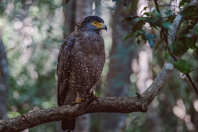 Yala National Park Private Safari - Why Yala is a strong choice for a first Sri Lankan safari