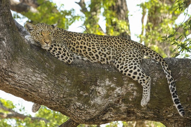 Yala National Park Private Safari - Searching the forest, plains, and lagoon