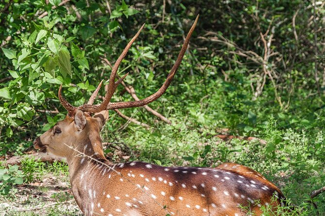 Yala National Park Private Safari - What you might see in Yala